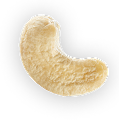 Cashew