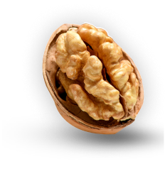 Walnut
